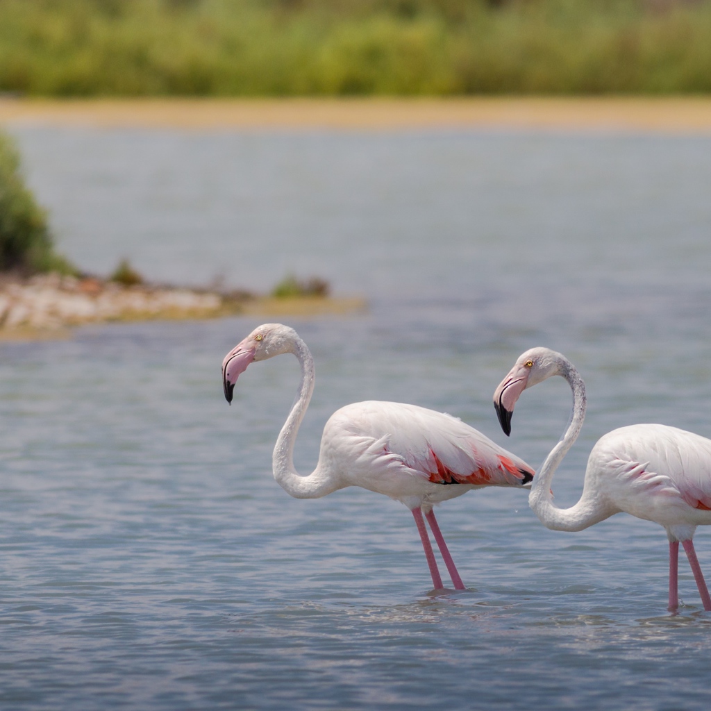 Два фламинго стоят в воде 