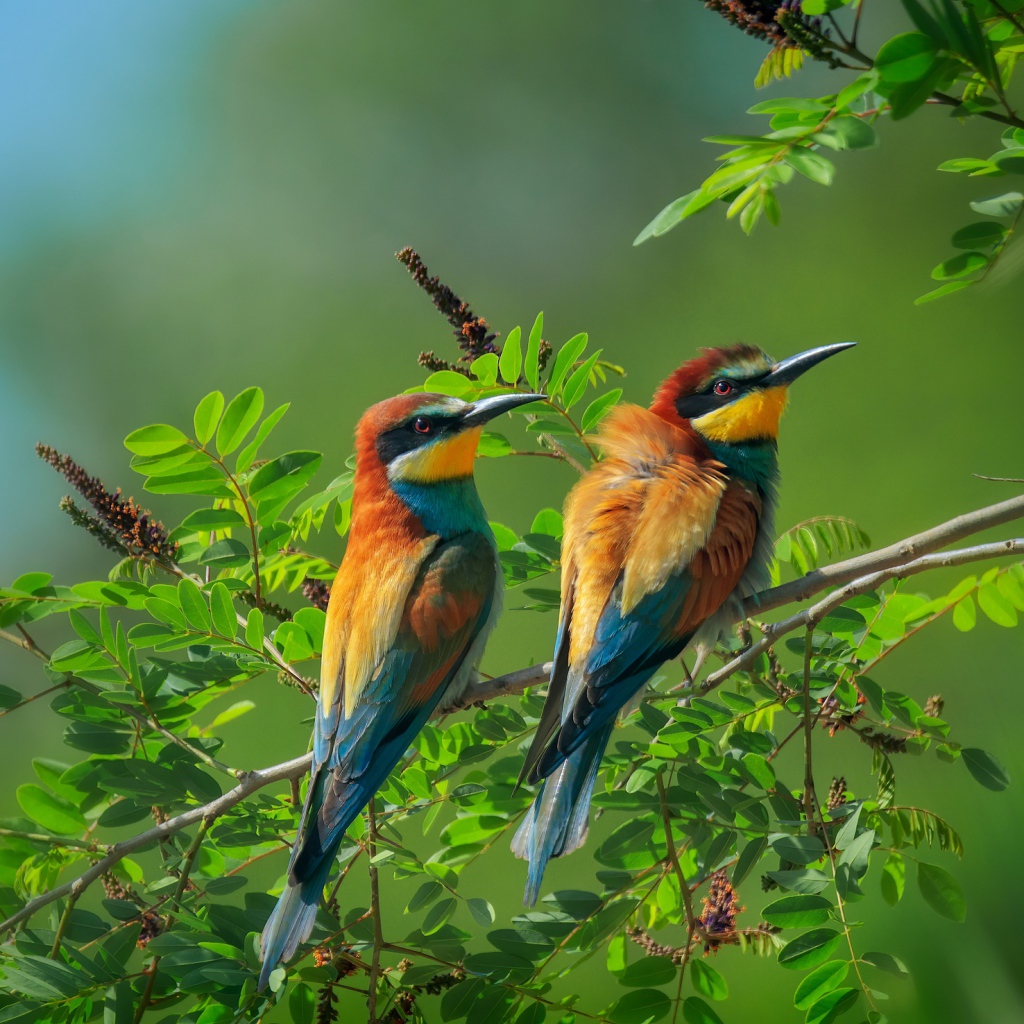 Две золотистые щурки сидят на ветке дерева 