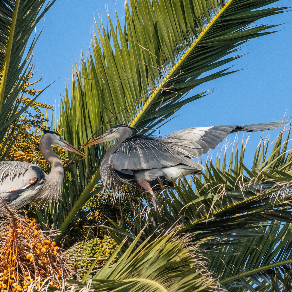 Два серых пеликана сидят в пальмовых листьях 