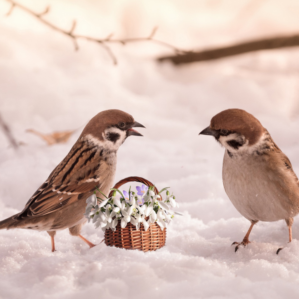 Два маленьких  воробья с цветами на снегу 