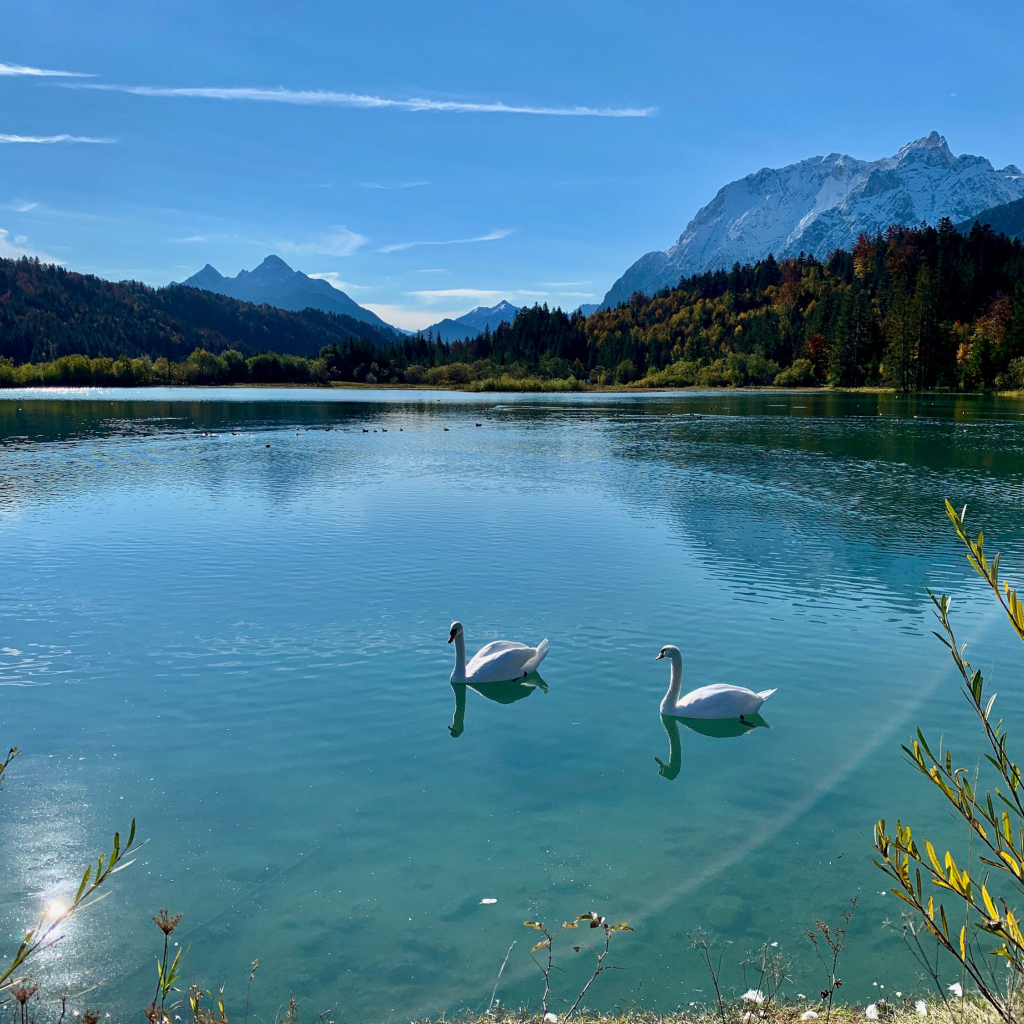 Два белых лебедя на озере в лучах солнца