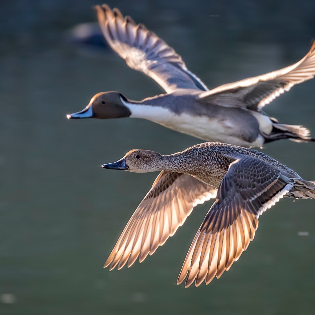 Дву дикие серые утки летят над озером
