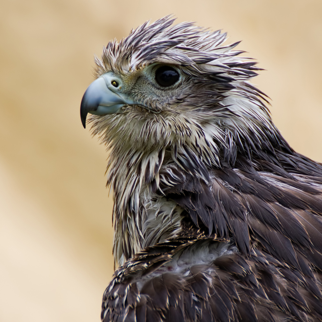 Мокрый ястреб с острым клювом