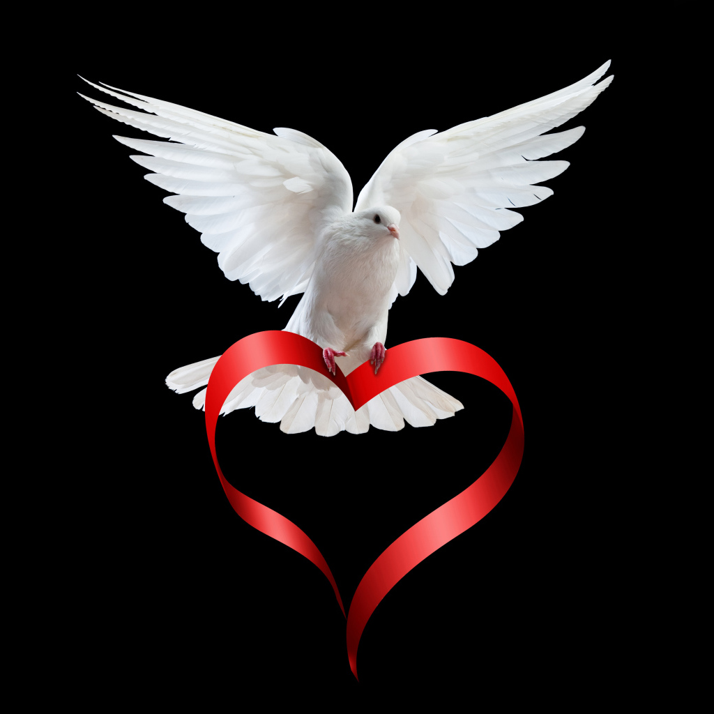 Белый голубь на черном фоне с красной лентой в форме сердца 