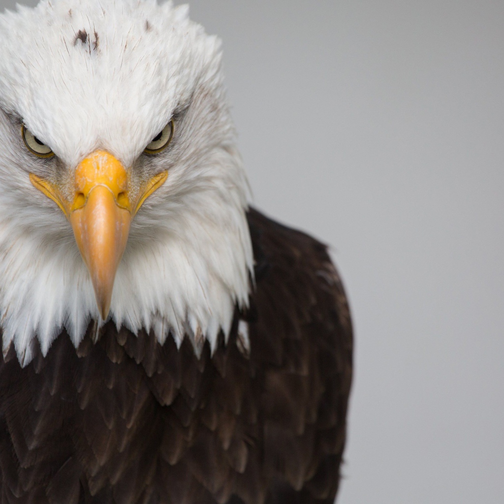 Белая голова орлана с острым клювом на сером фоне