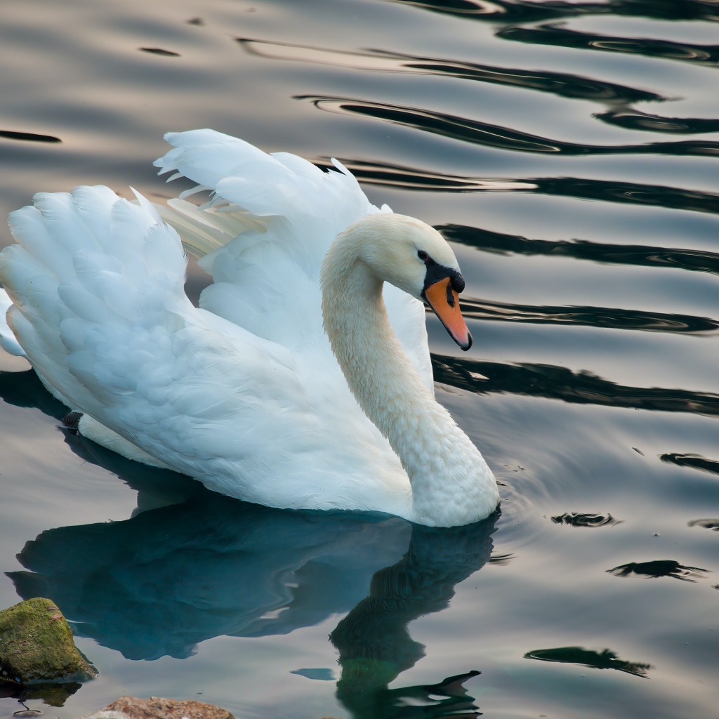Белый лебедь плавает в озере на волнах 