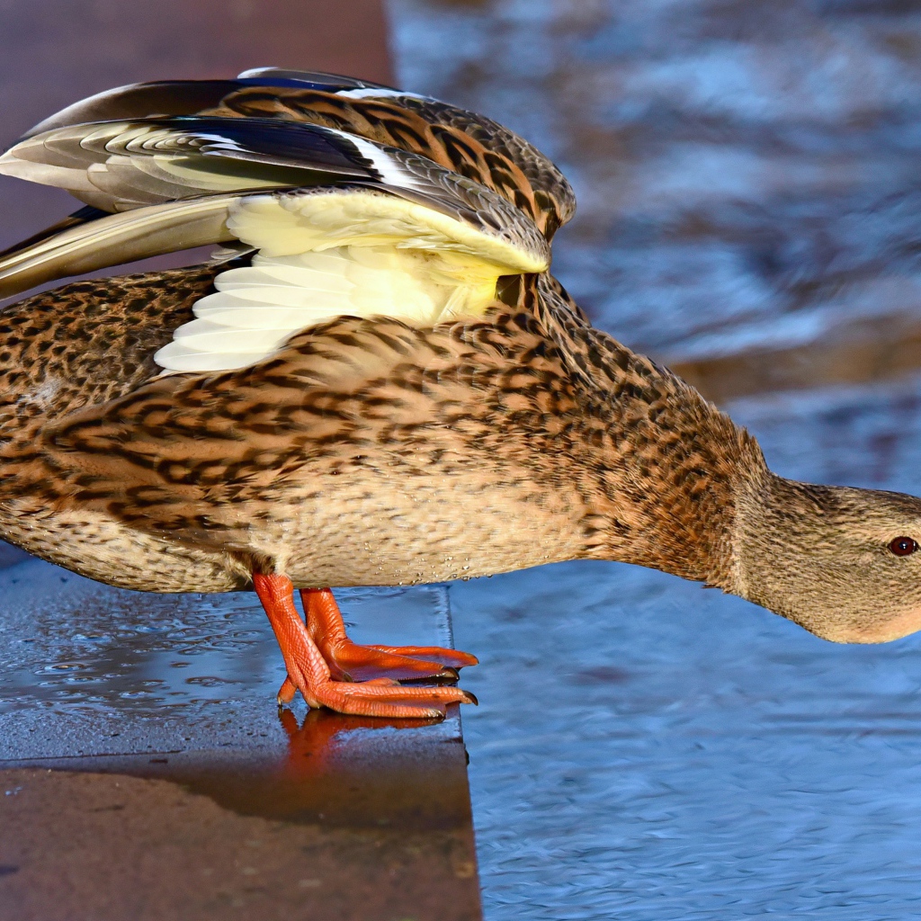 Дикая серая утка стоит у водоема