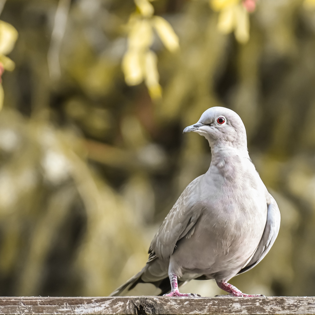 Дикая горлица крупным планом 