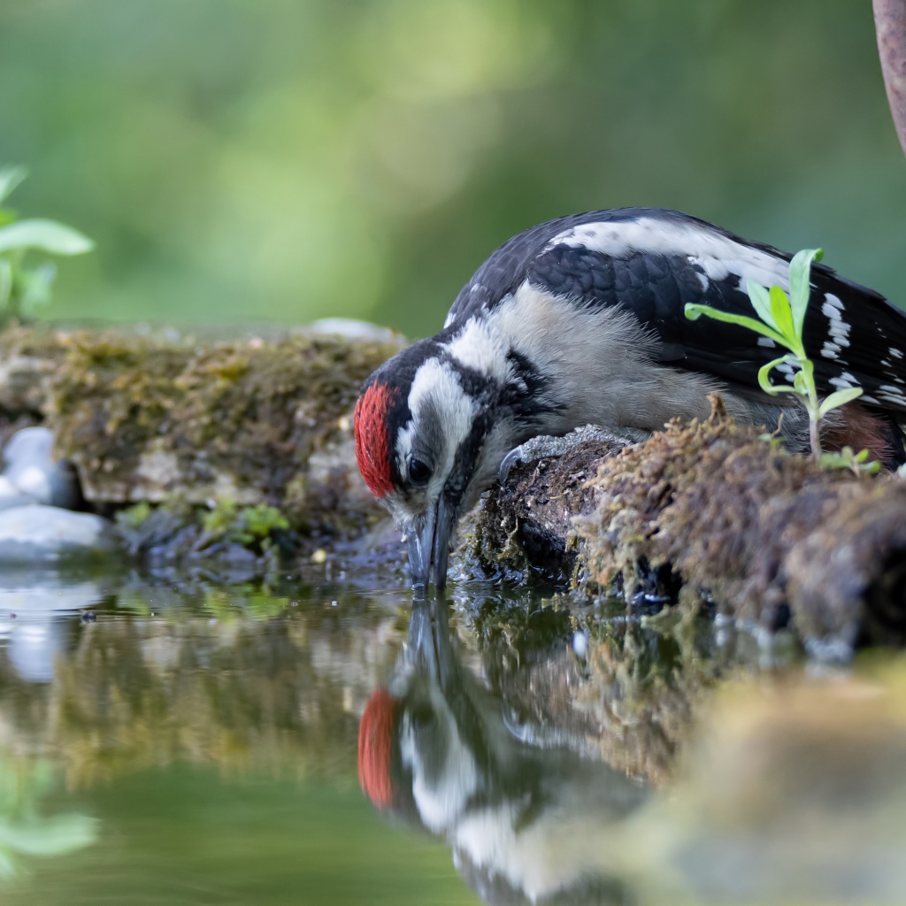 Дятел пьет воду из пруда