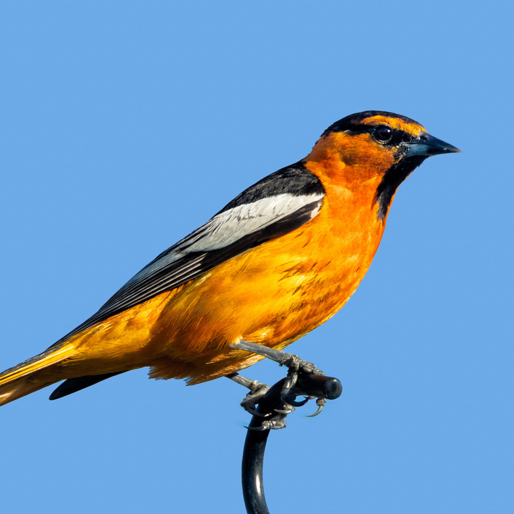 Желтая иволга Буллока на голубом фоне