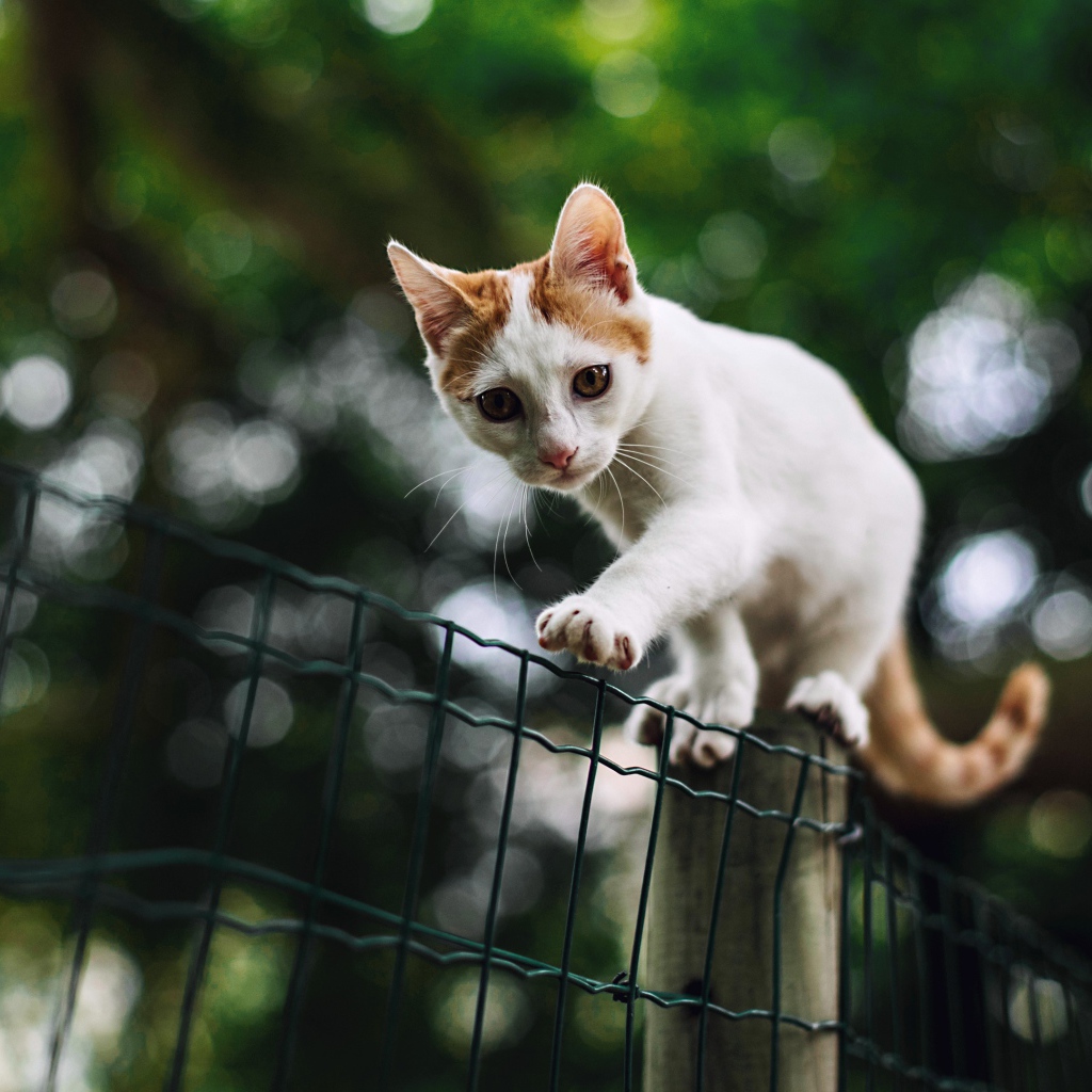 Красивый белый кот с рыжими пятнами идет по забору