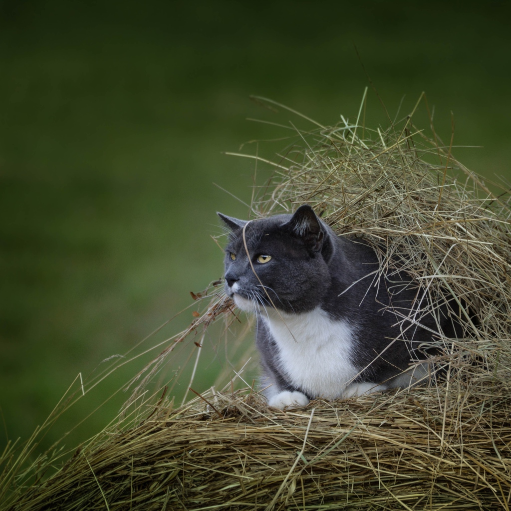 Кот сидит в куче сена на поле