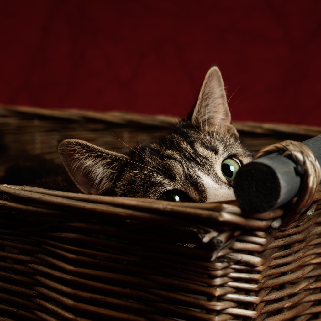 Серый кот с зелеными глазами прячется в корзине