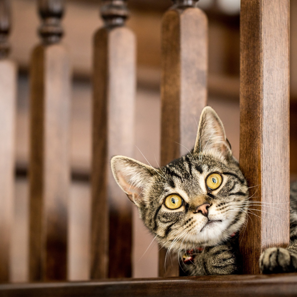 Серый кот с желтыми глазами выглядывает у перил 