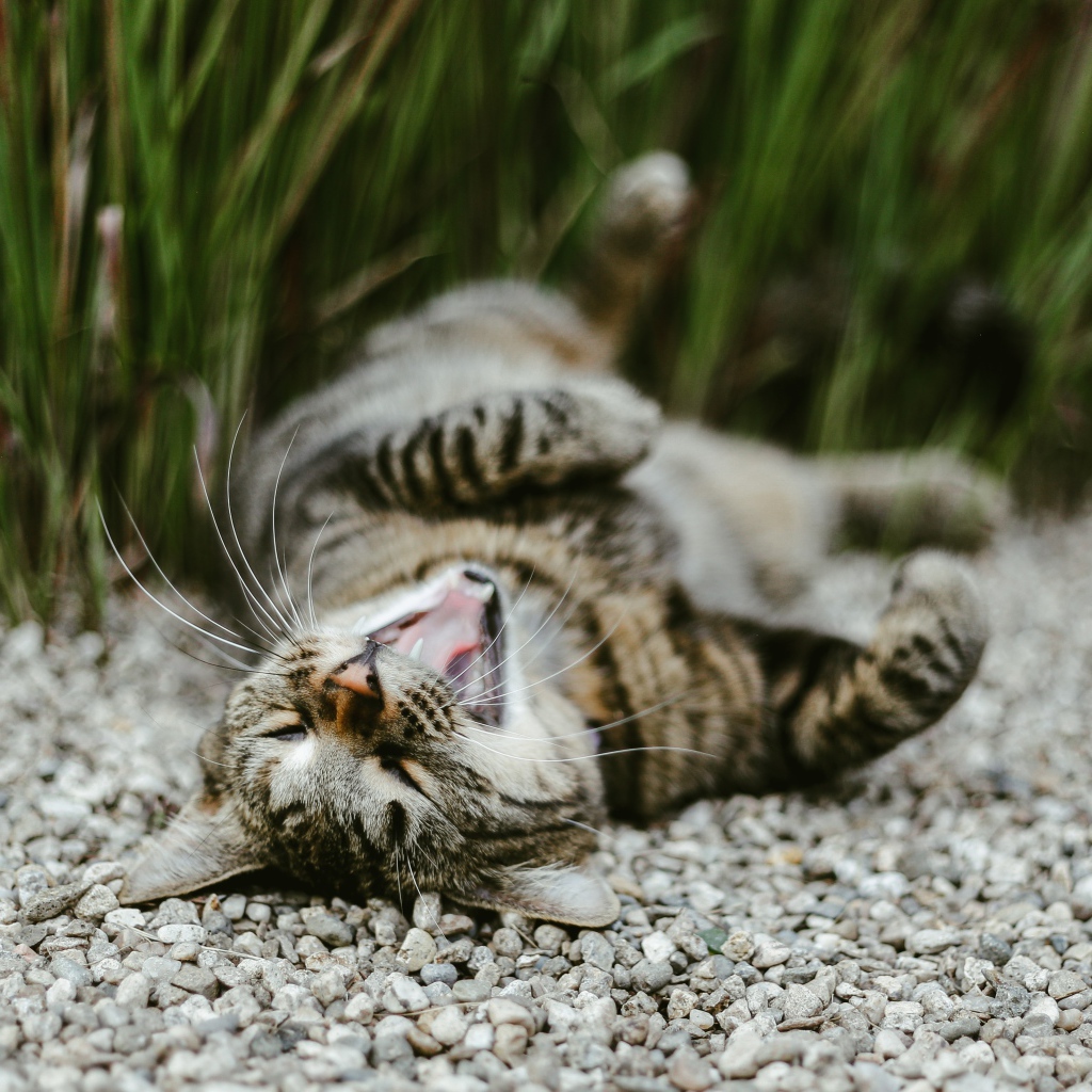 Серый зевающий кот лежит на гальке в саду