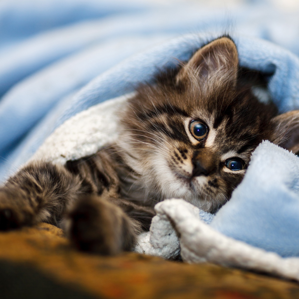 Породистый серый котенок лежит под голубым покрывалом 