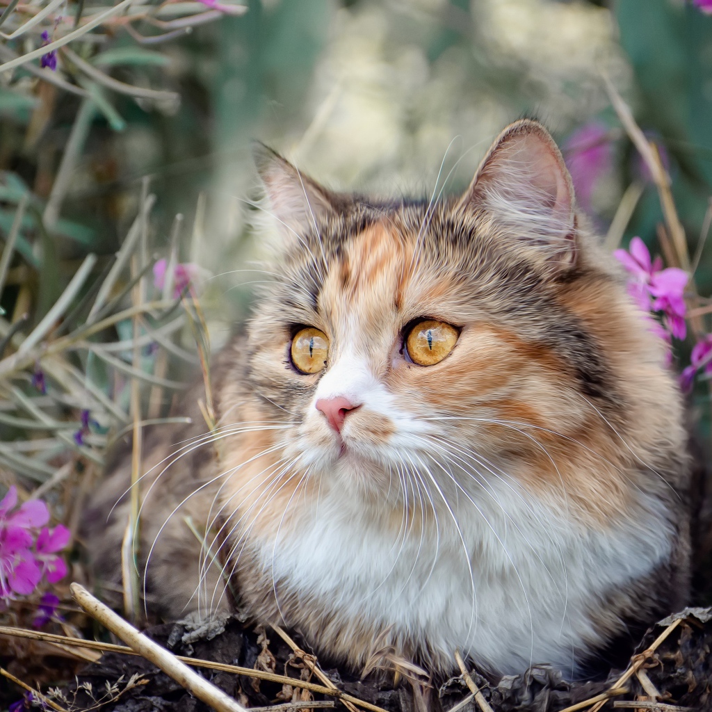 Пустая испуганная кошка сидит в траве с розовыми цветами