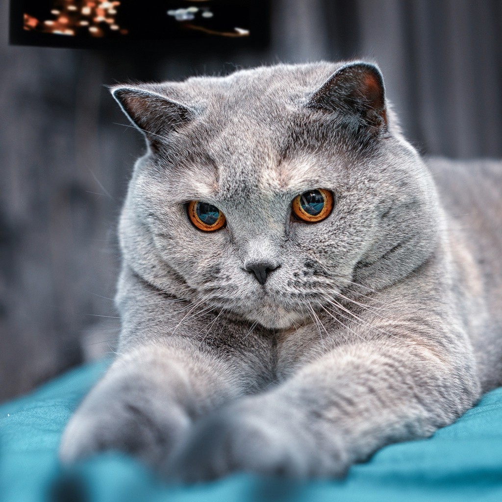 Пепельный британский кот с карими глазами на кровати