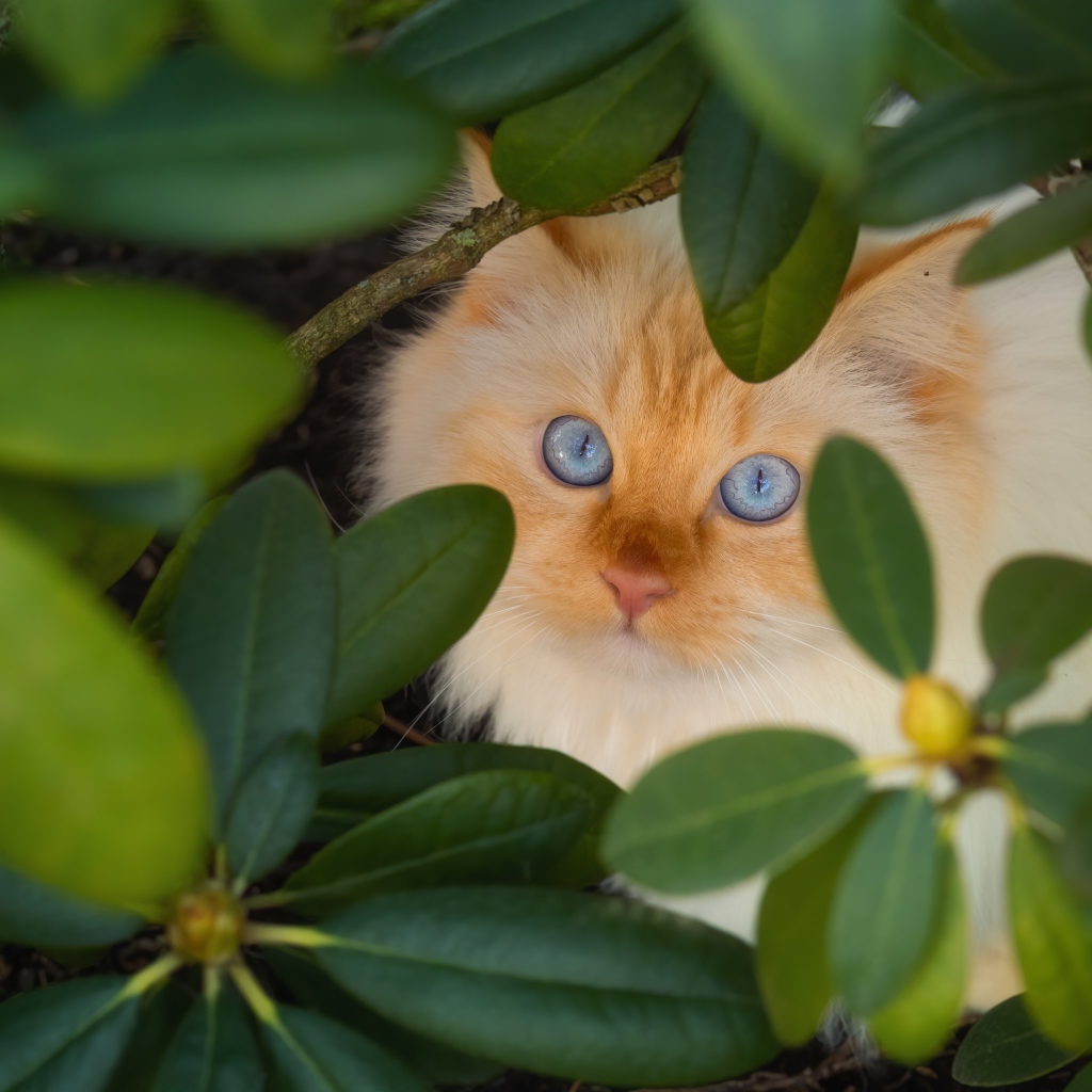 Красивый бежевый голубоглазый кот в зеленых листьях 