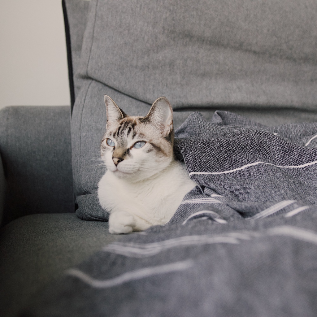 Красивая голубоглазая кошка лежит под одеялом