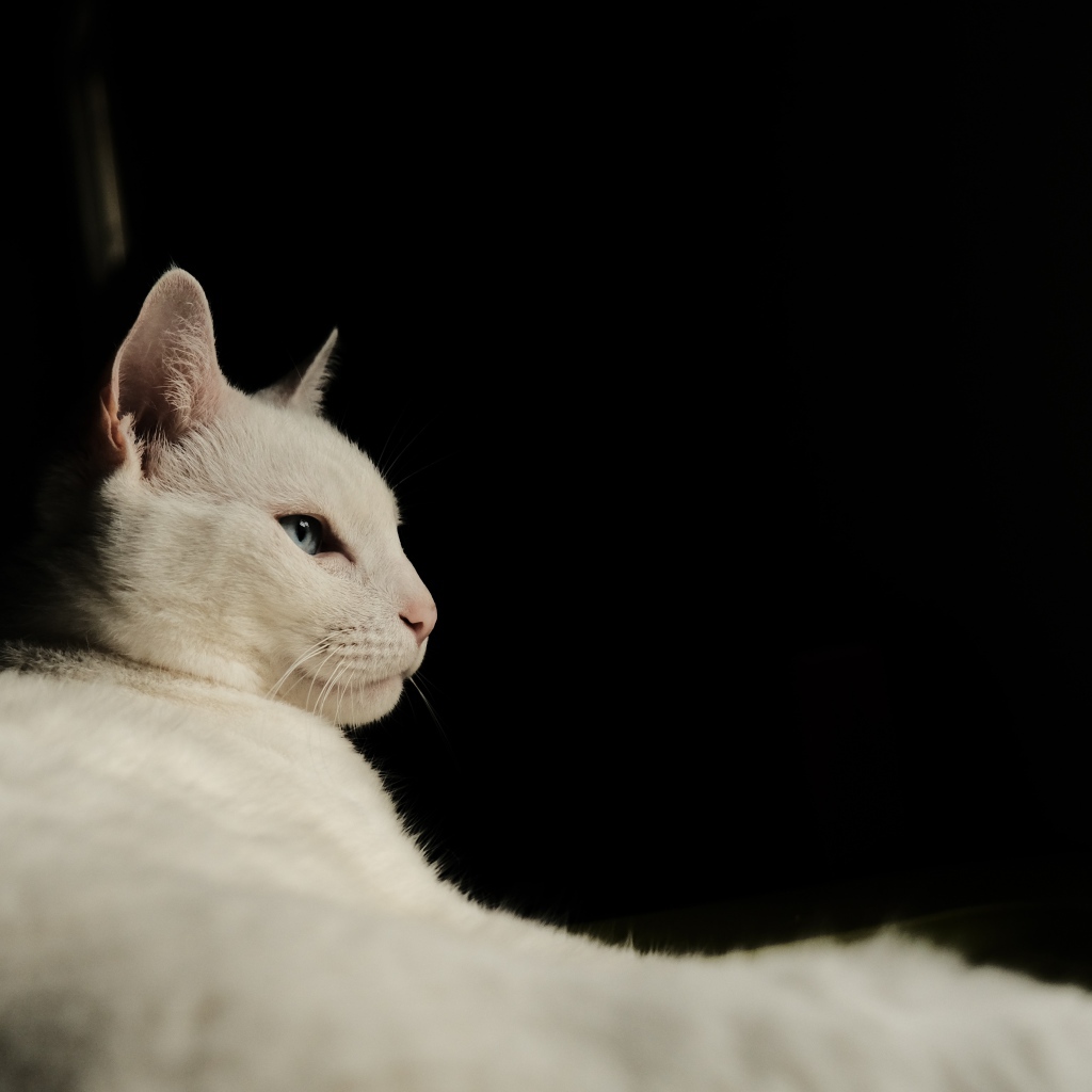 Красивая голубоглазая кошка на черном фоне