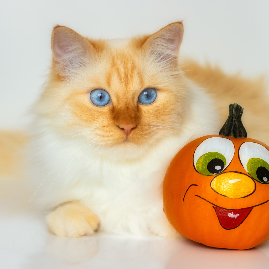 Красивый голубоглазый рыжий кот с игрушкой