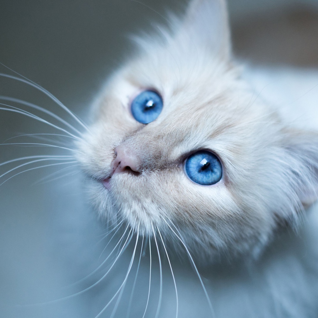 Красивые голубые глаза породистой кошки 