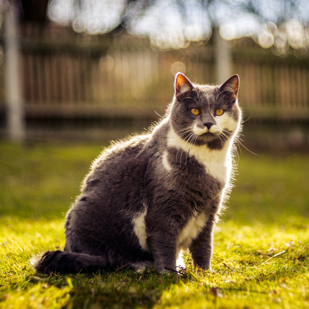 Красивый кот сидит на зеленой траве