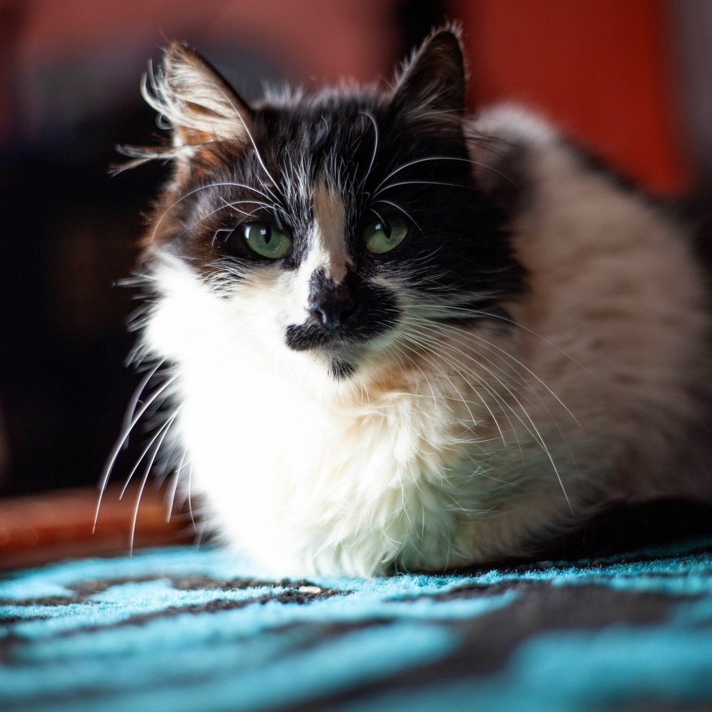 Красивая расцветка трехцветной кошки 