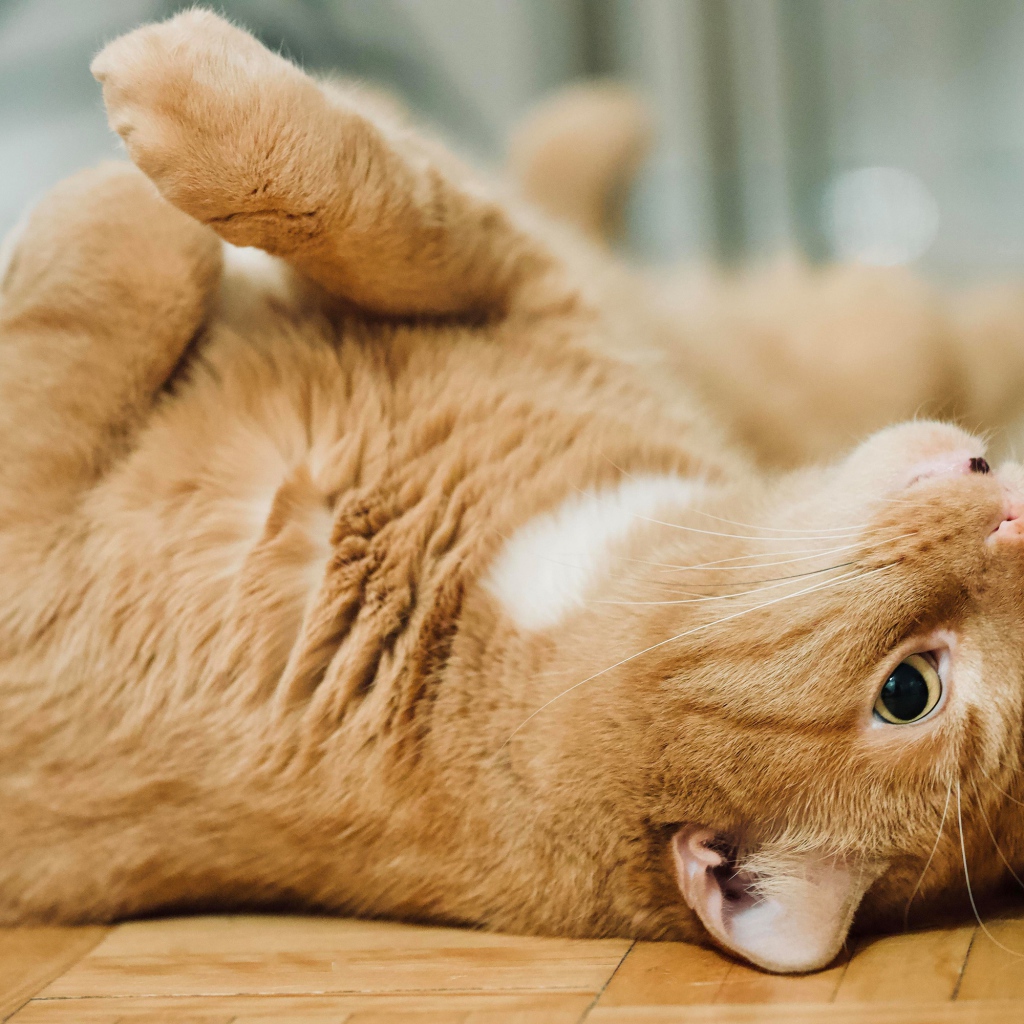 Красивый домашний рыжий кот лежит на полу 