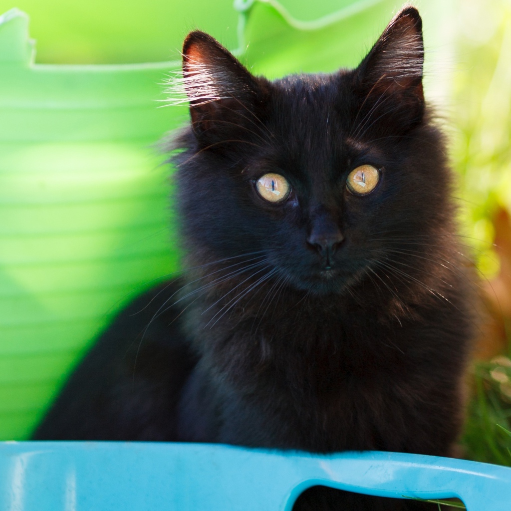 Красивый пушистый черный кот с желтыми глазами 