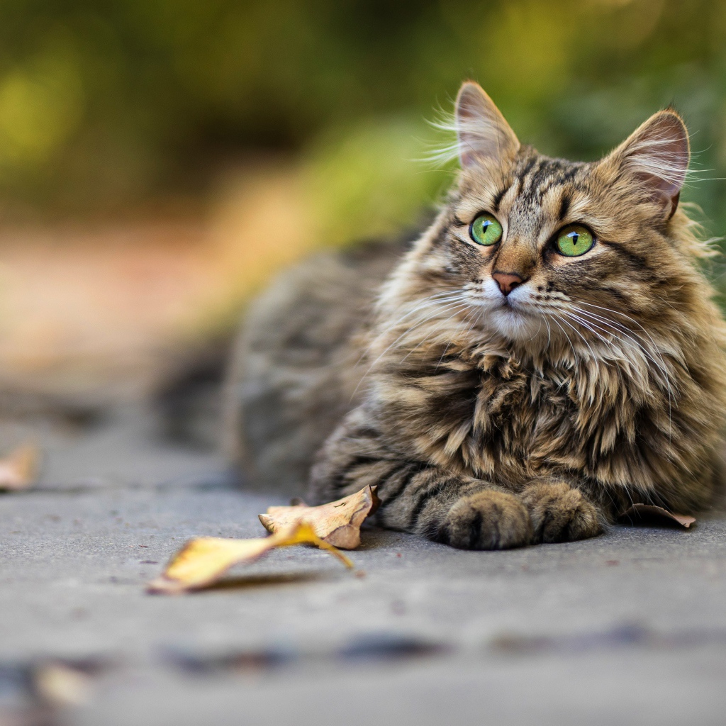 Красивый пушистый зеленоглазый серый  кот лежит на земле