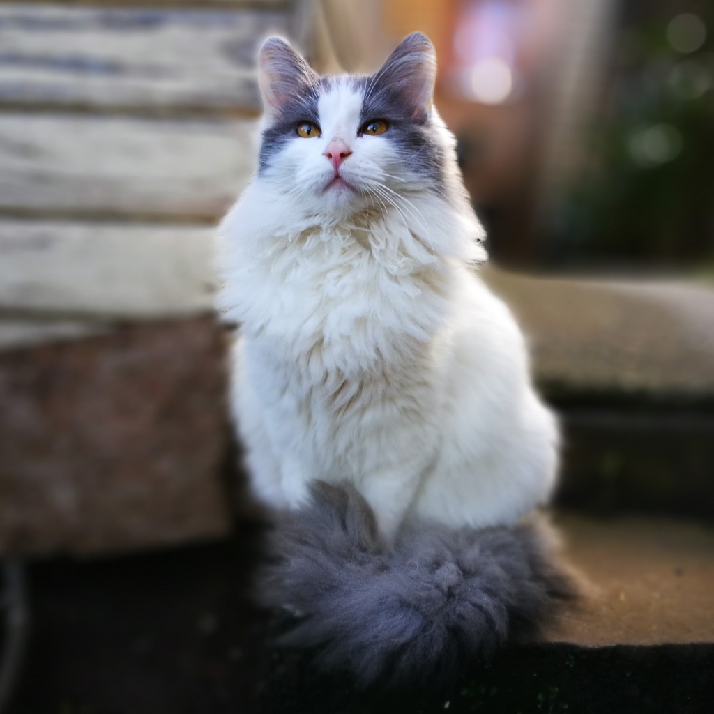 Beautiful fluffy white cat with gray spots.