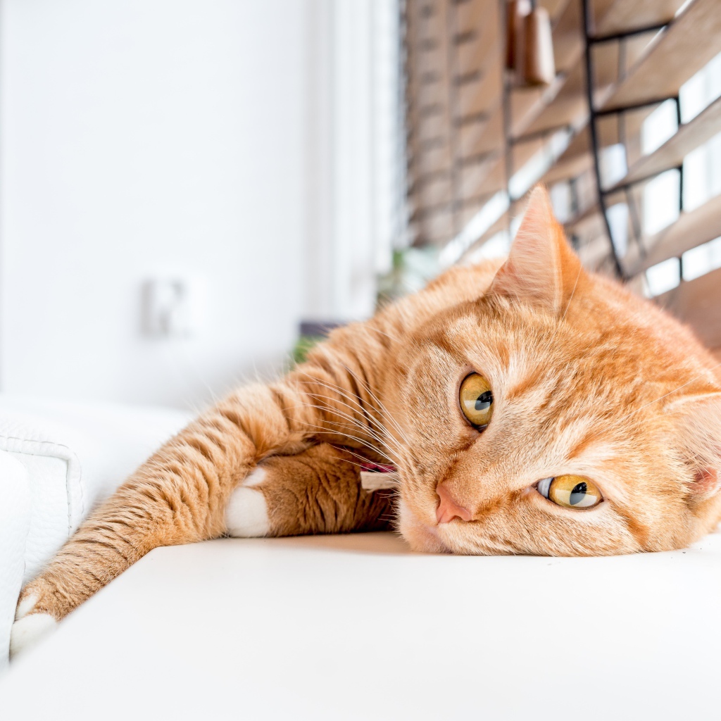 Красивый рыжий кот лежит на подоконнике 