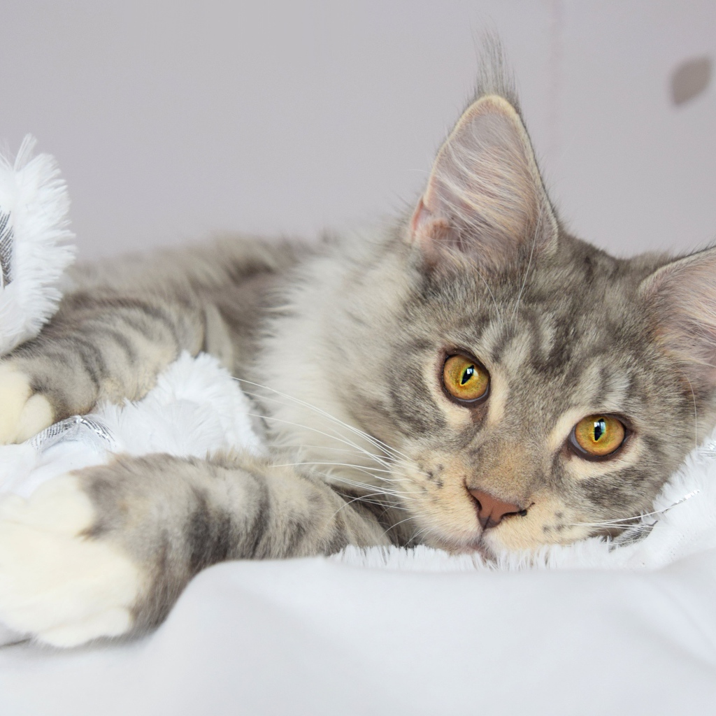 Красивый серый кот породы мейн кун лежит на кровати 