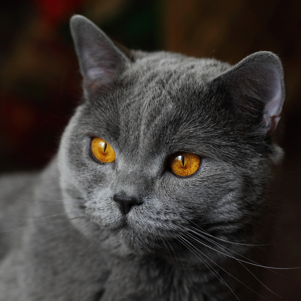 Красивый серый кот с желтыми глазами крупным планом
