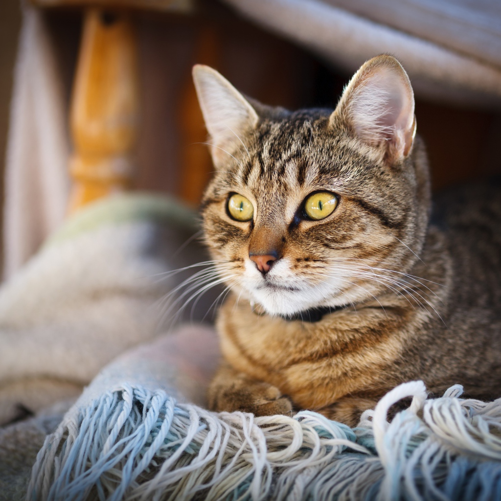 Красивый серый кот с желтыми глазами лежит на одеяле