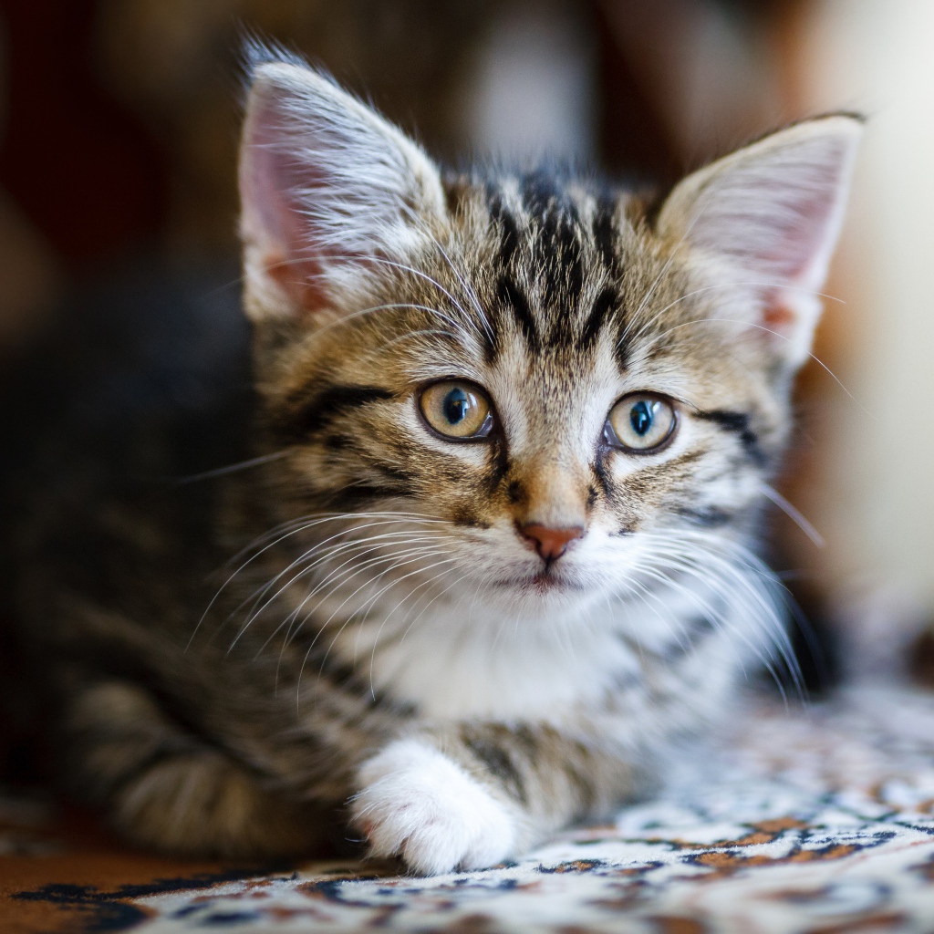 Красивый серый котенок лежит на диване 