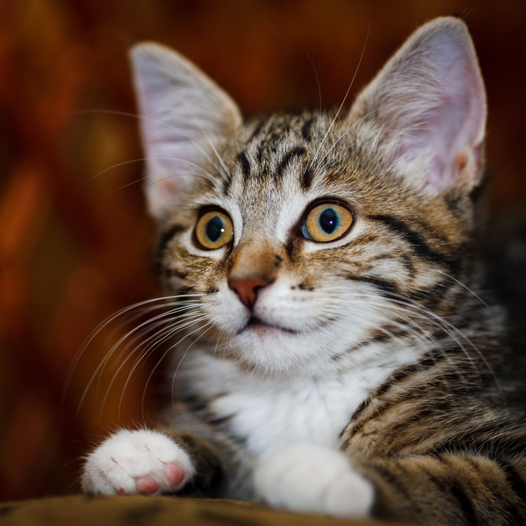 Красивый серый котенок с белыми пятнами 