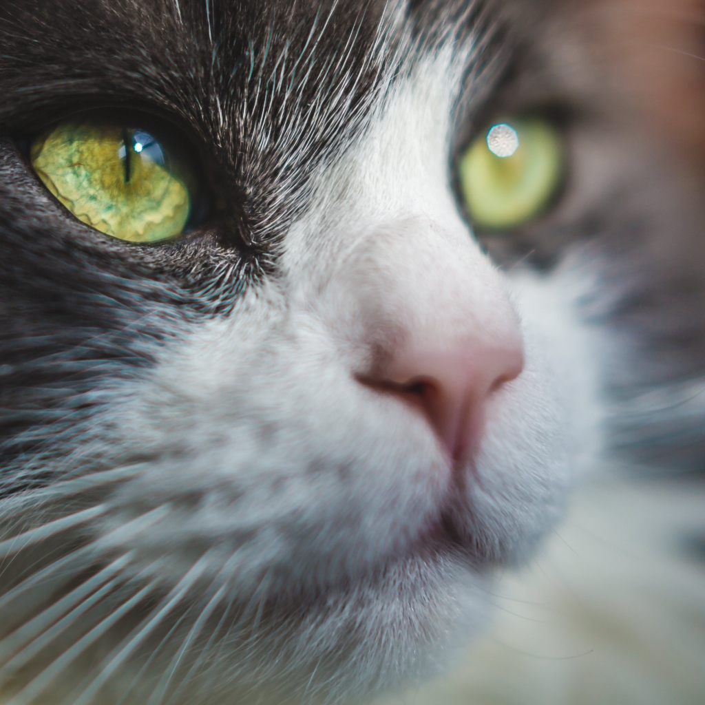 Красивые зеленые глаза кота 