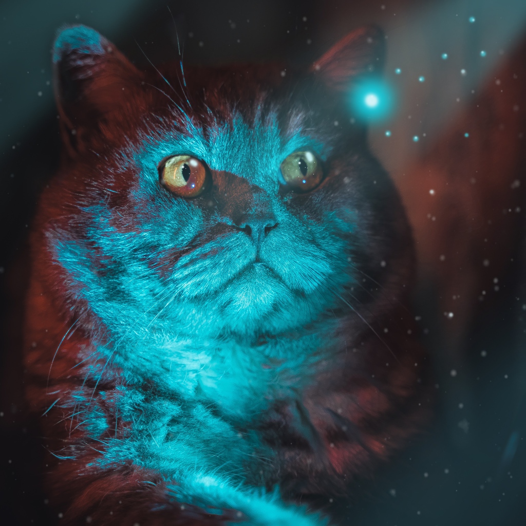 Красивый породистый кот с неоновом свете