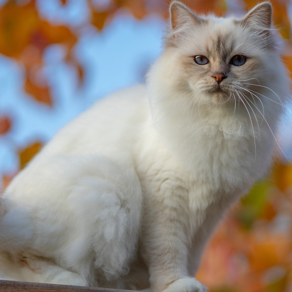 Красивая породистая белая голубоглазая кошка
