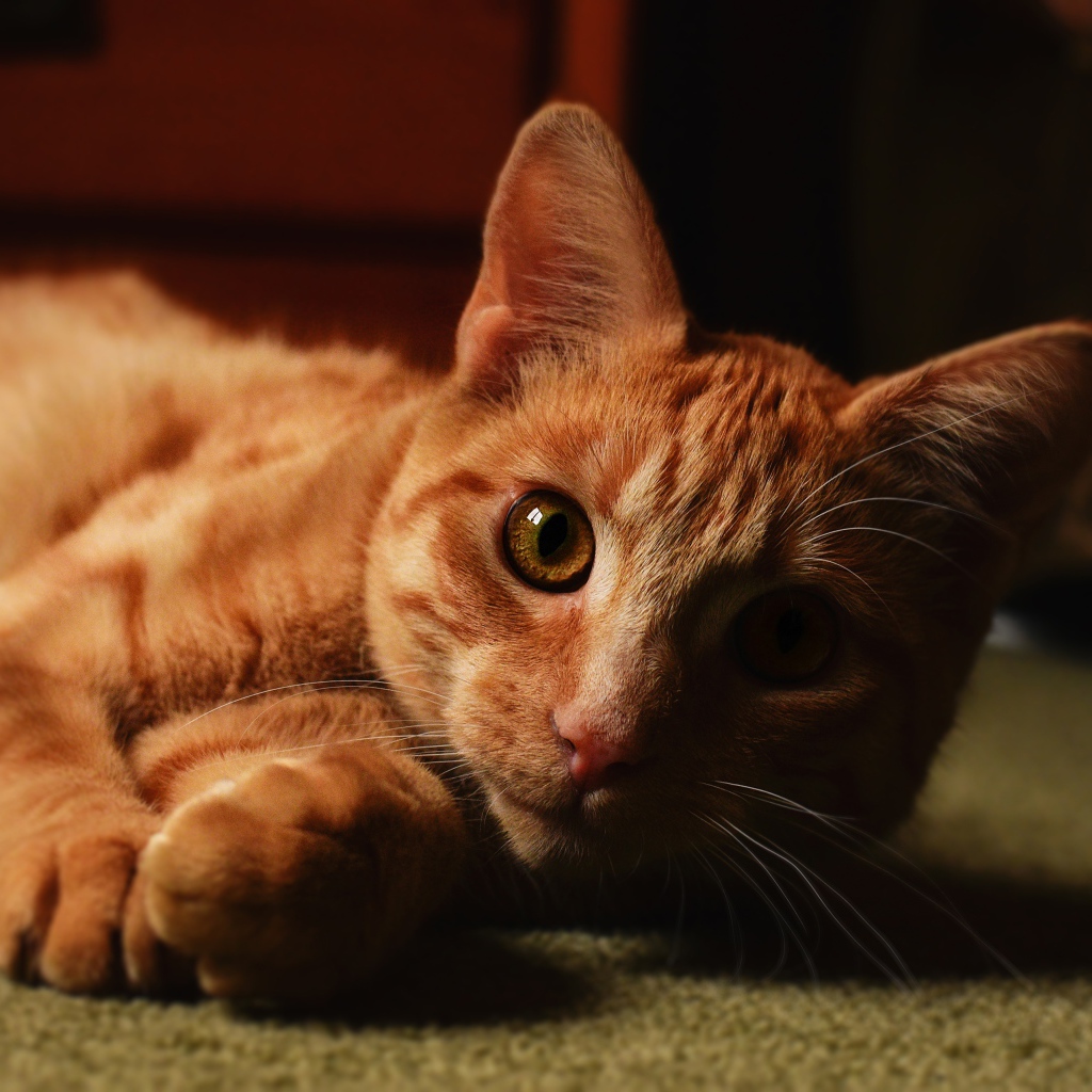 Рыжий красивый кот лежит на полу