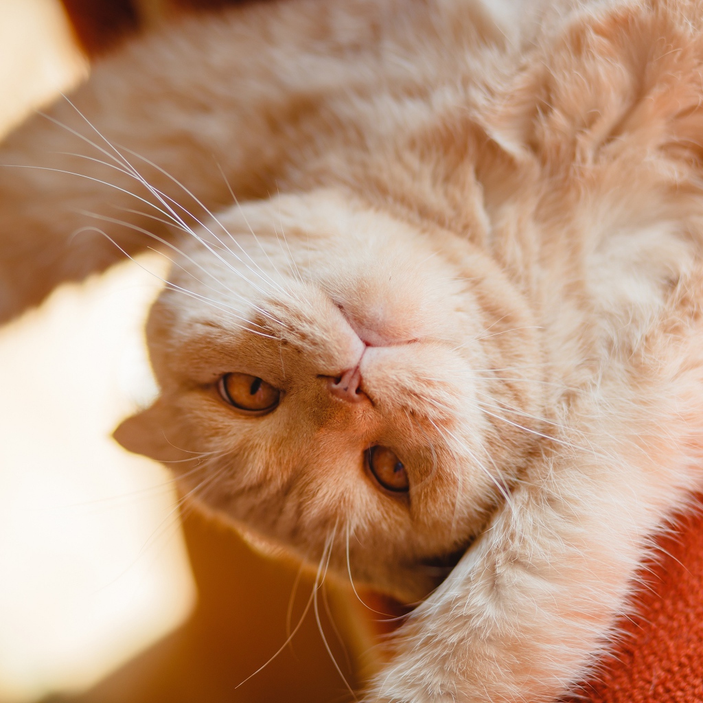 Красивый рыжий кот лежит лапами вверх