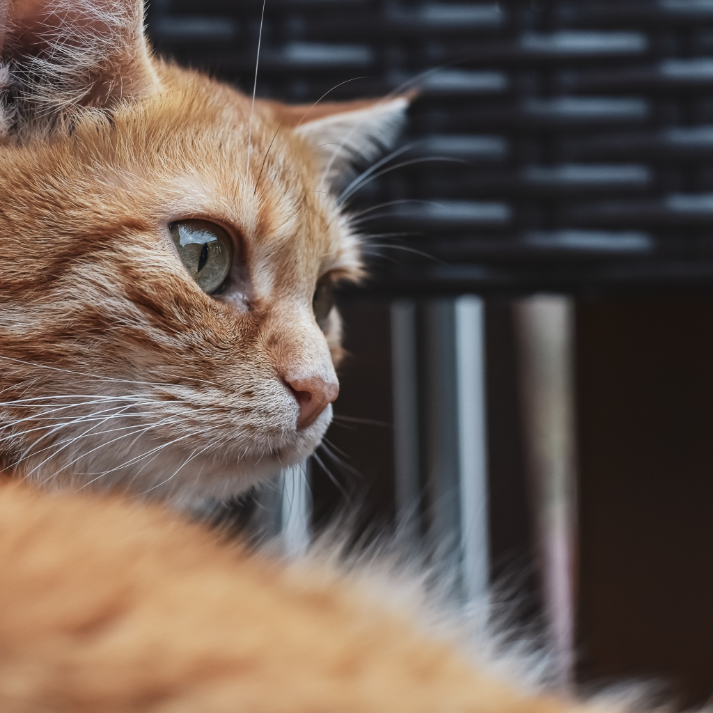 Красивый рыжий зеленоглазый кот крупным планом