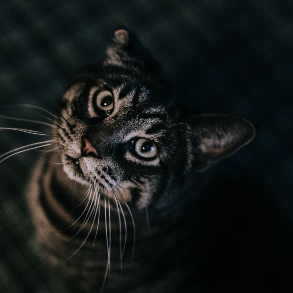 Красивый полосатый серый кот 