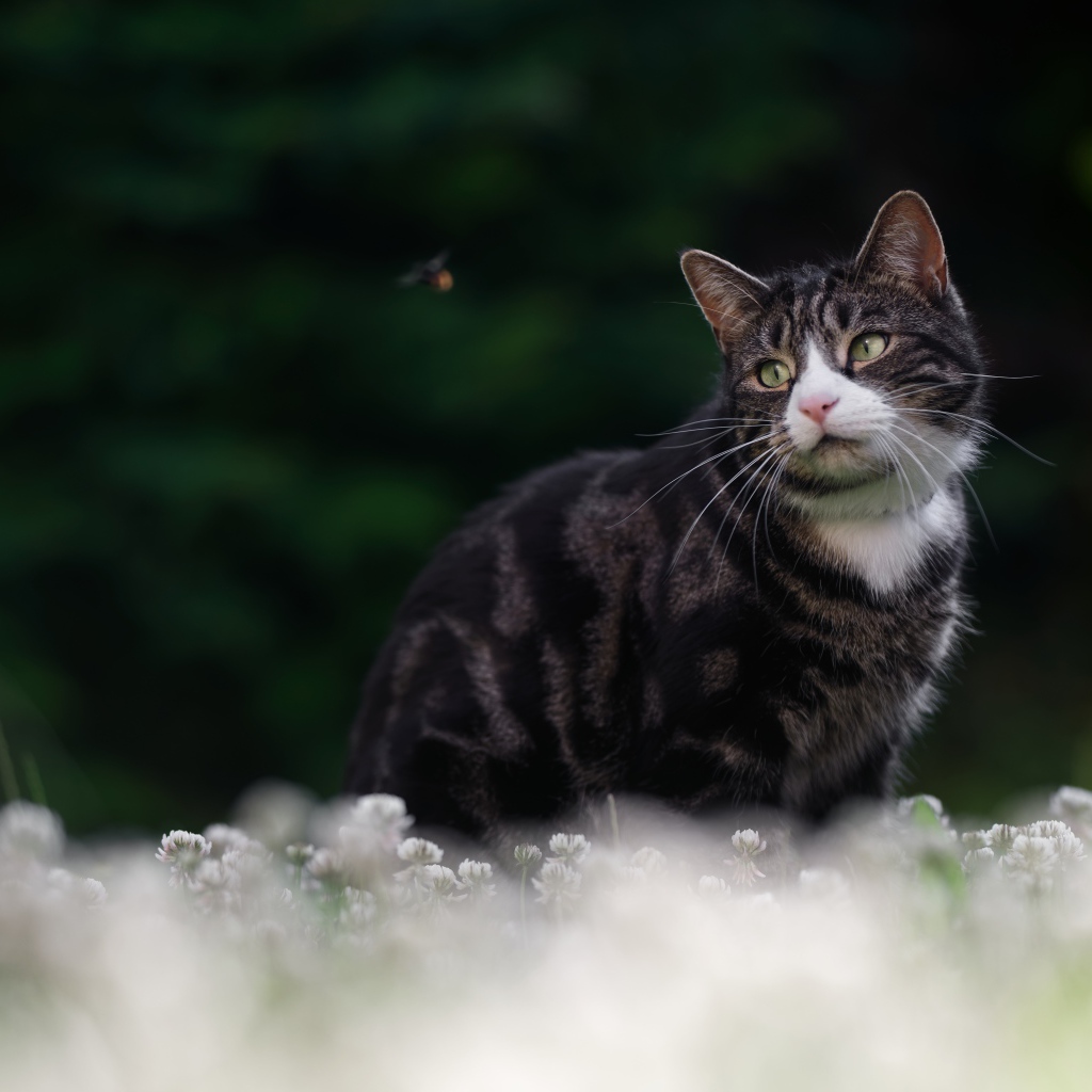 Красивый полосатый кот сидит в белых цветах клевера