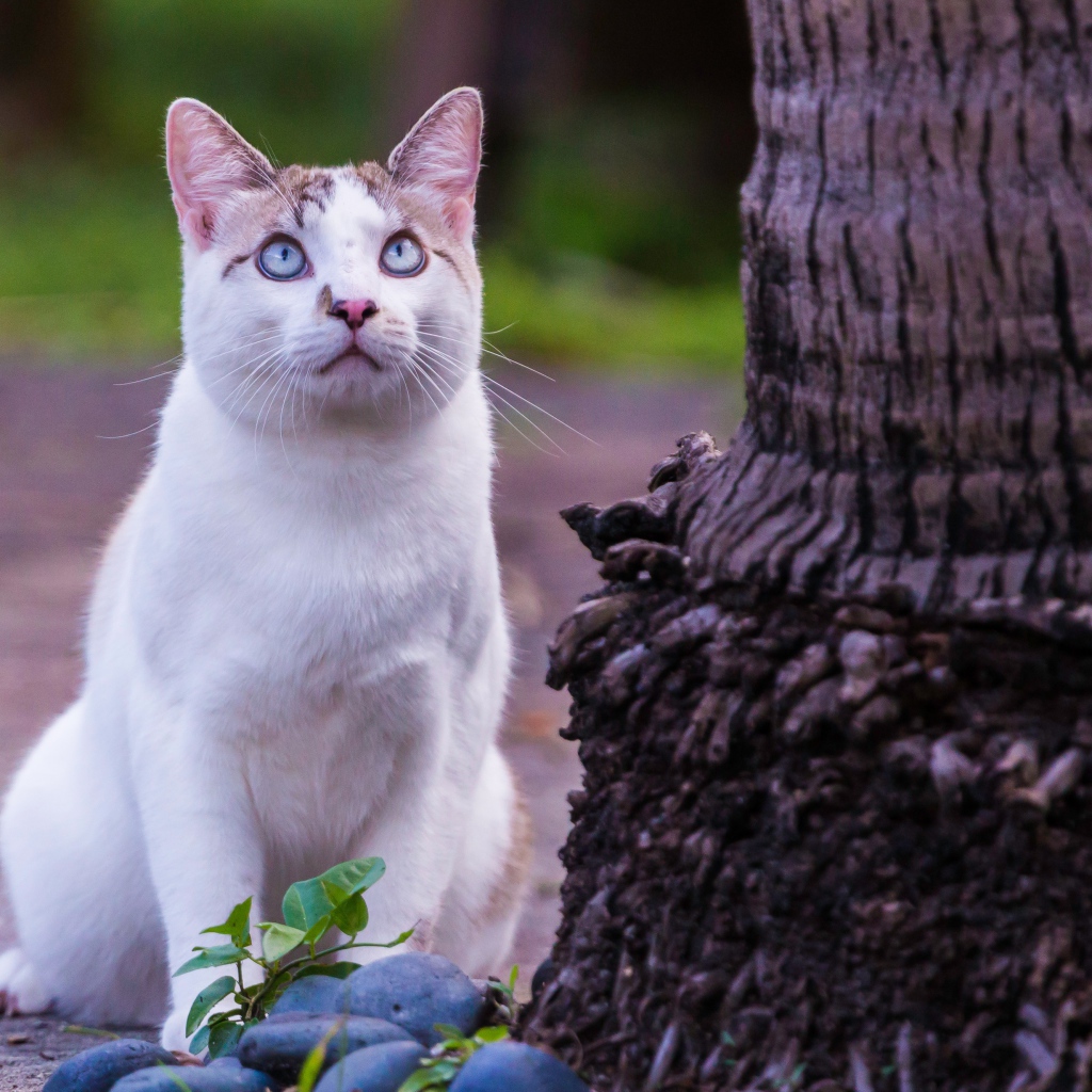 Красивый белый голубоглазый кот сидит у дерева 