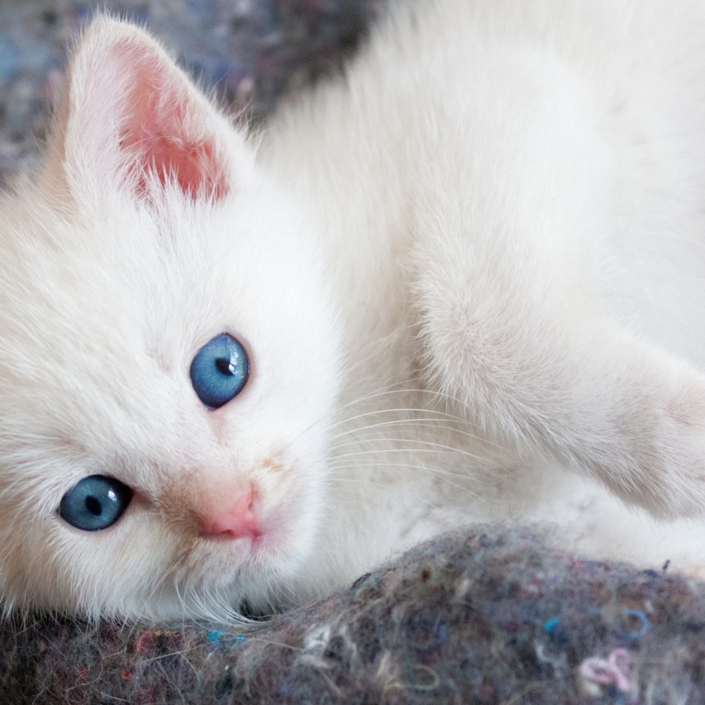 Красивый белый котенок с голубыми глазами