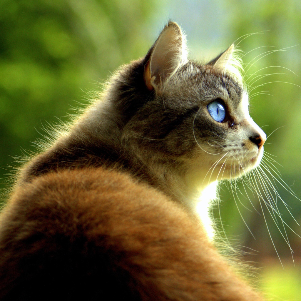 Большой кот с голубыми глазами 